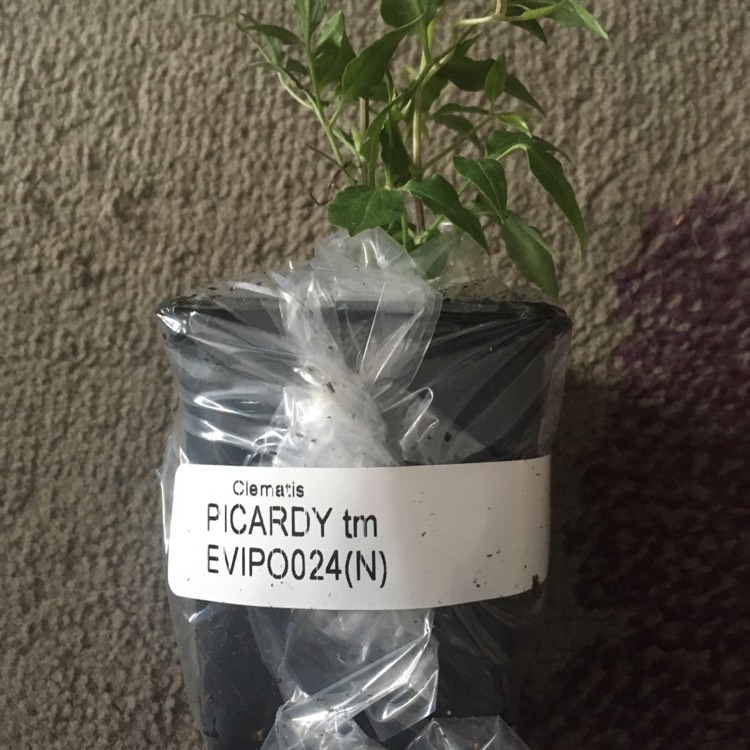 plant image 672182