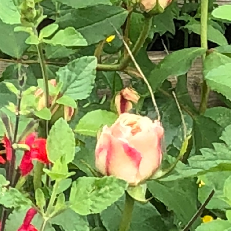 plant image 721193