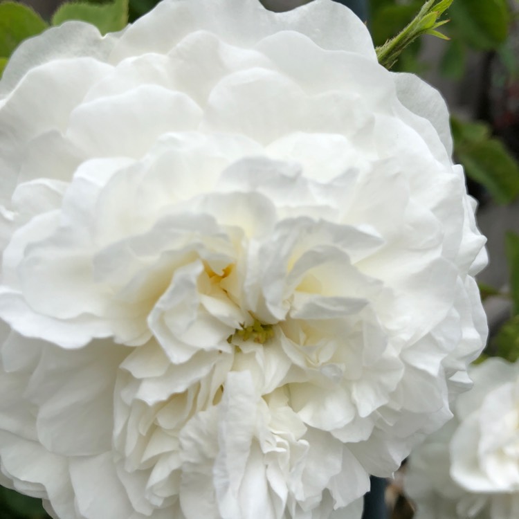 plant image 731098 plant image 731098