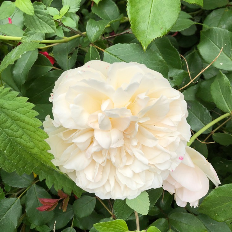 plant image 731101