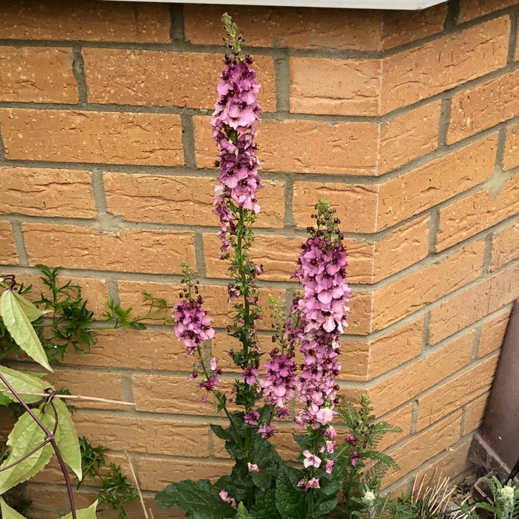plant image 731216 plant image 731216