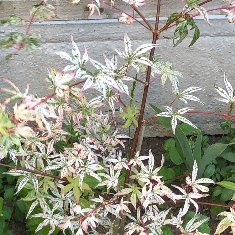 plant image 739779 plant image 739779