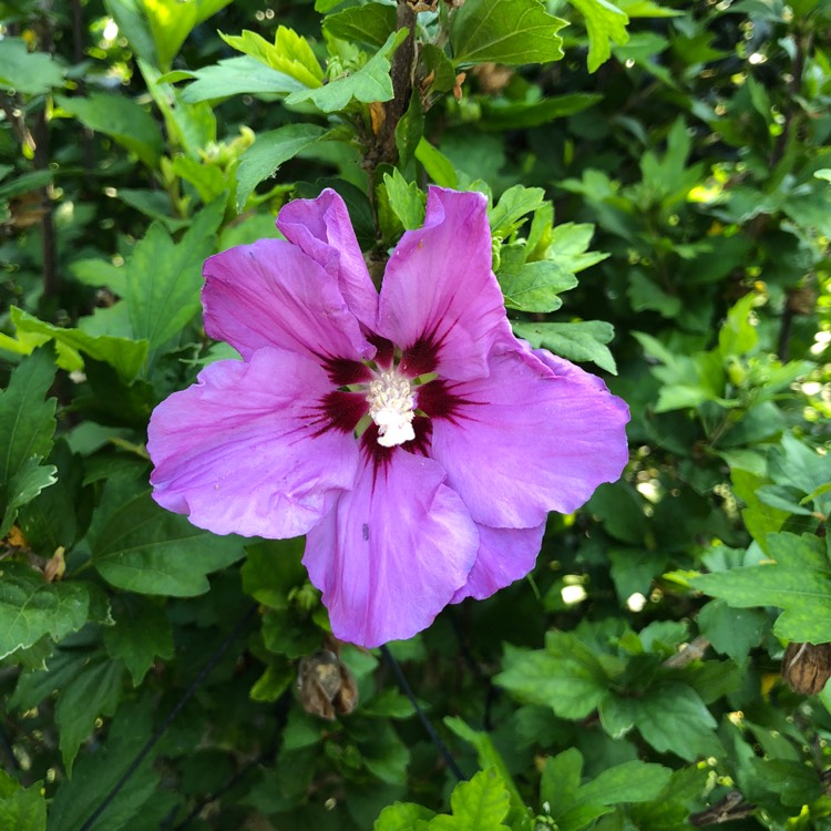 plant image 773941