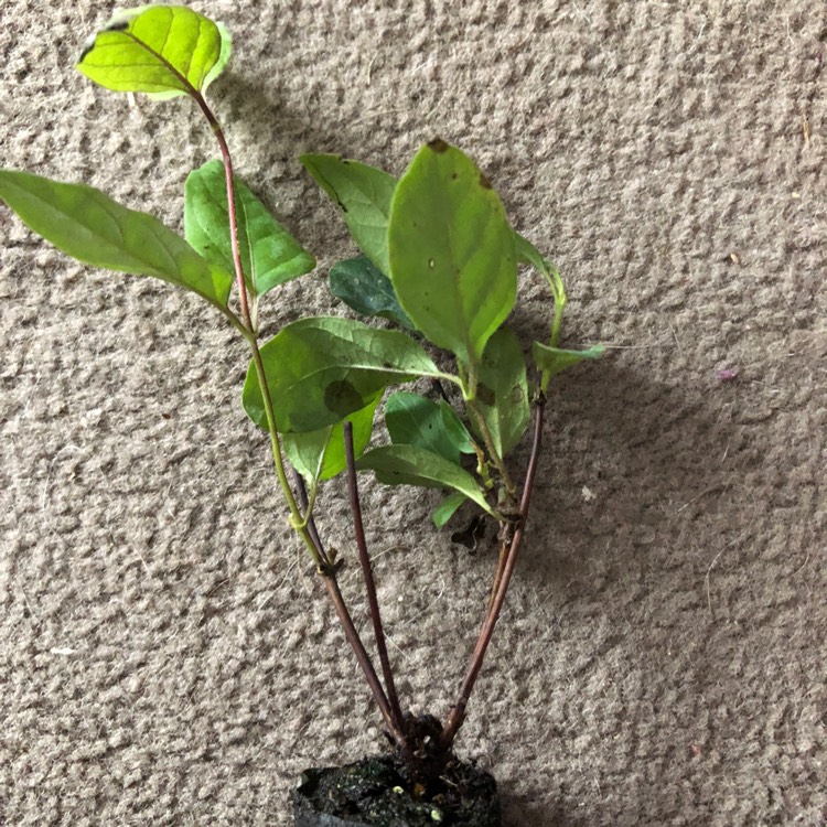 Plant image Lonicera japonica 'Halliana'