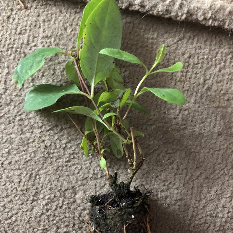 Plant image Lonicera periclymenum 'Serotina' syn. Lonicera periclymenum 'Florida'