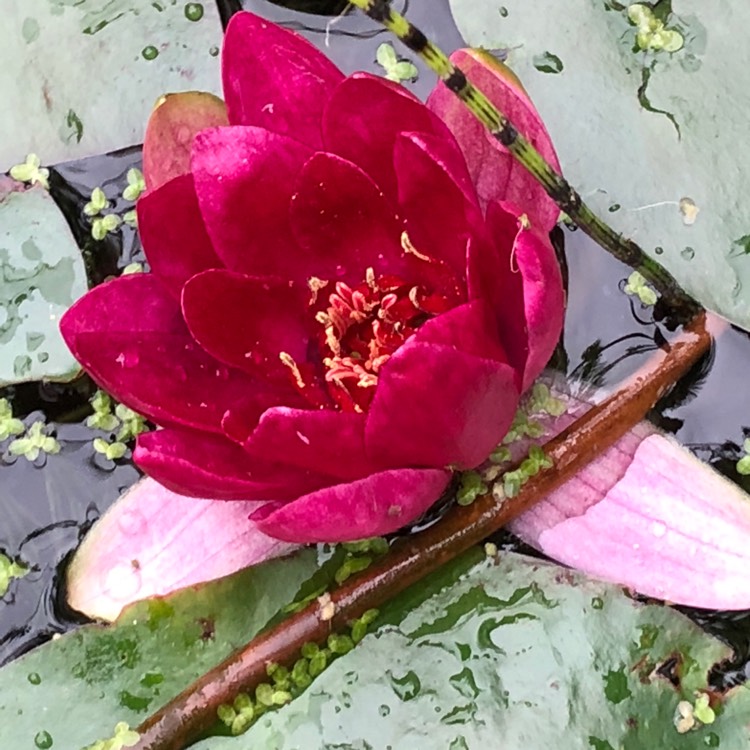 plant image 816714