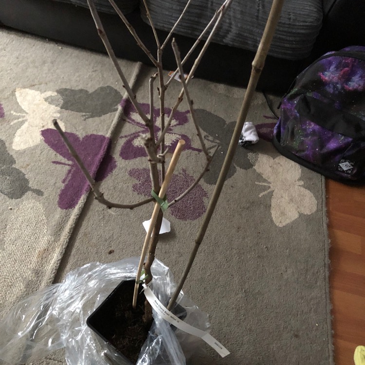 plant image 907104