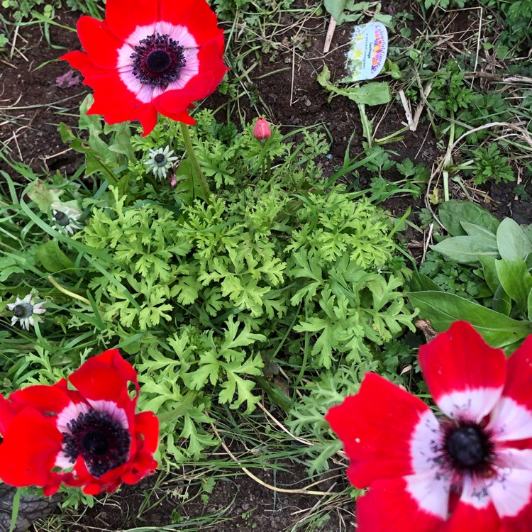 plant image 999464