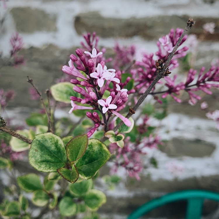 plant image 1317061