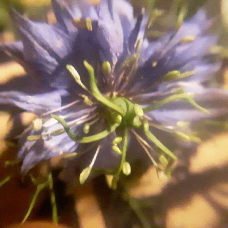 Plant image Nigella damascena 'Persian Jewels'