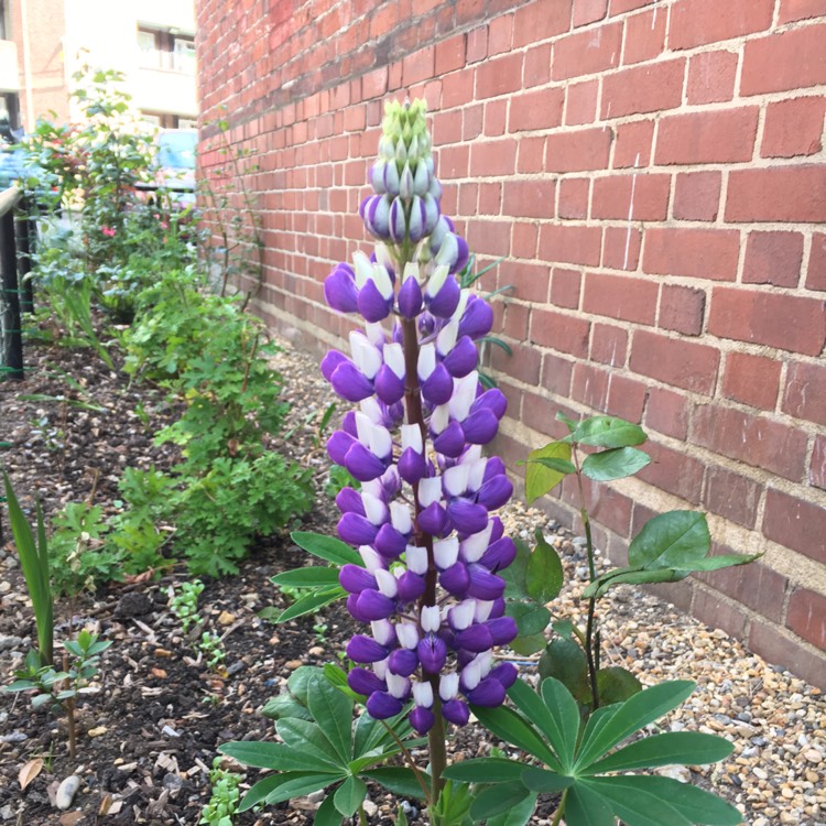 Plant image Lupinus 'Purple Emperor'