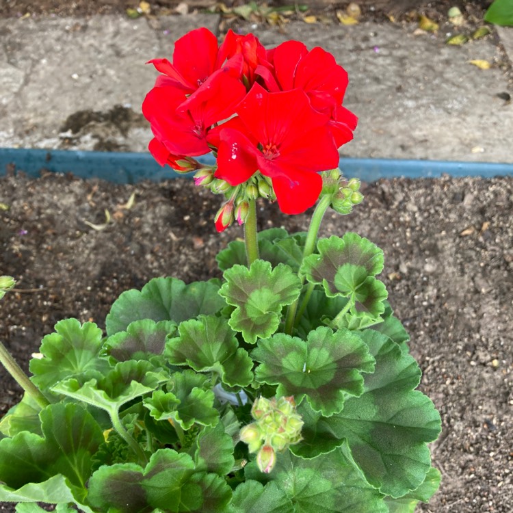 Plant image Pelargonium 'Sil Lenja' (Toscana Smart Series) syn. Pelargonium 'Toscana Smart Lenja'