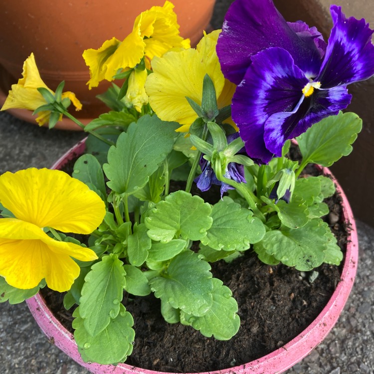 Plant image Viola Matrix Midnight Glow