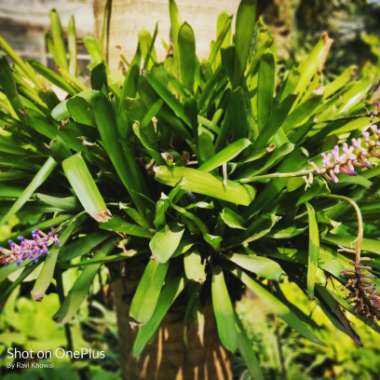 Bromeliad 'Blue Cone'