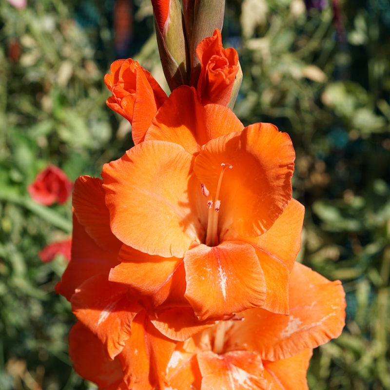 plant image 11136 plant image 11136