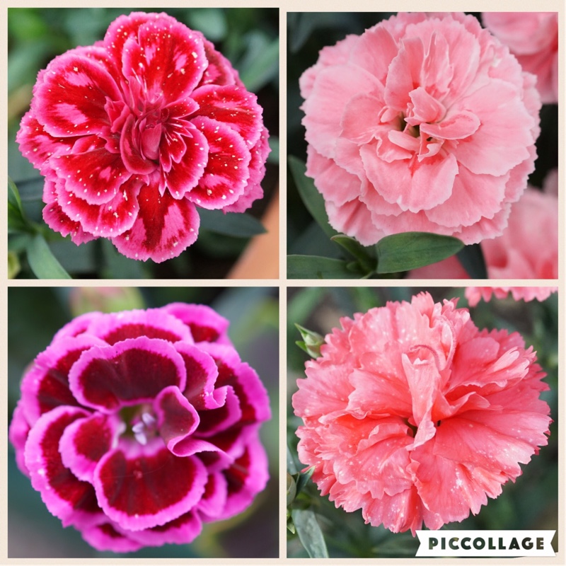 Plant image Dianthus EverLast 'Lilac Eye'