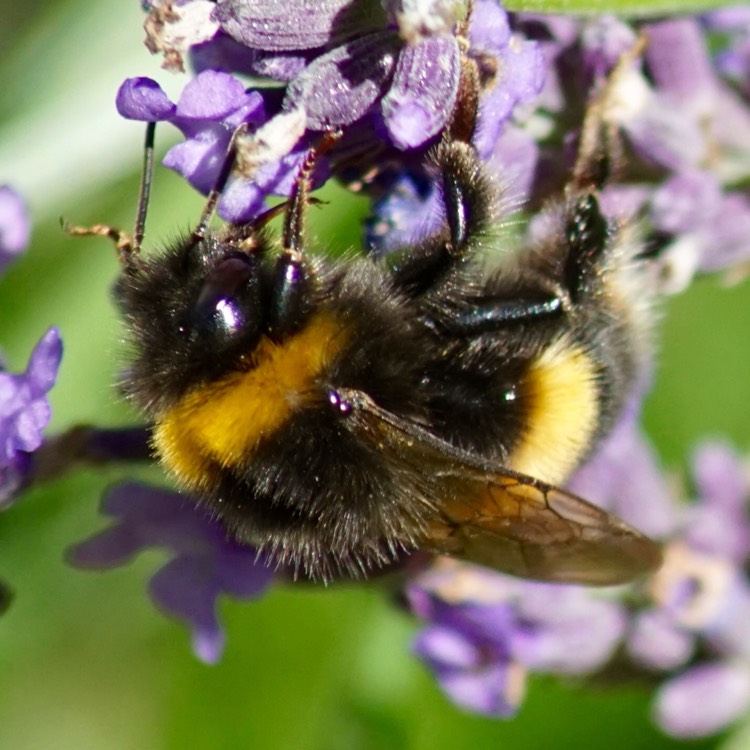 plant image 215340
