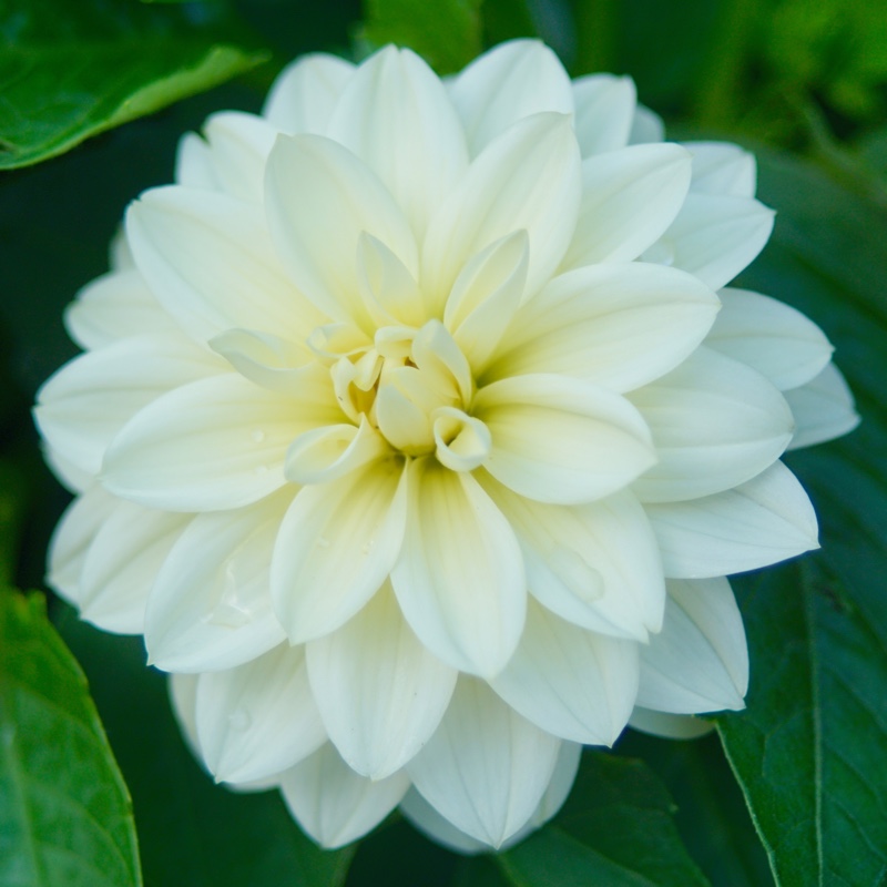plant image 4439