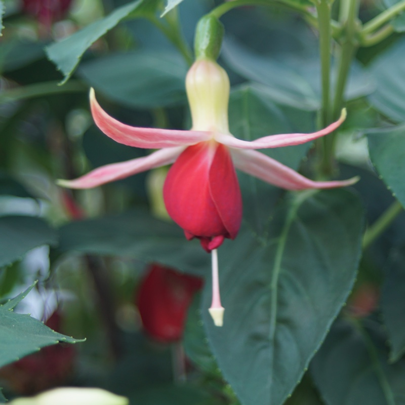 Fuchsia 'Giant'