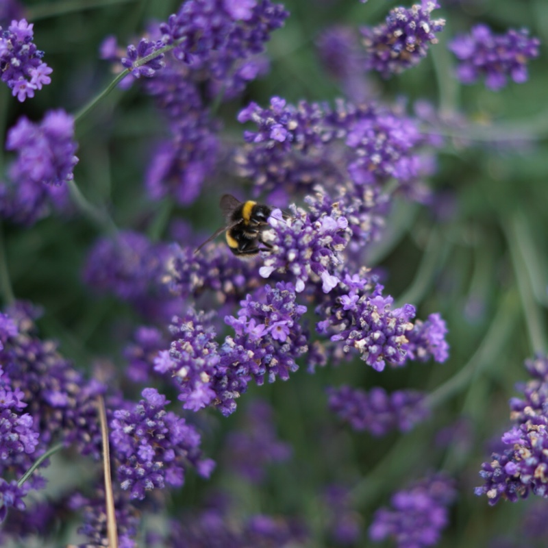 plant image 5540
