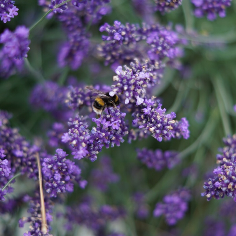 plant image 5541