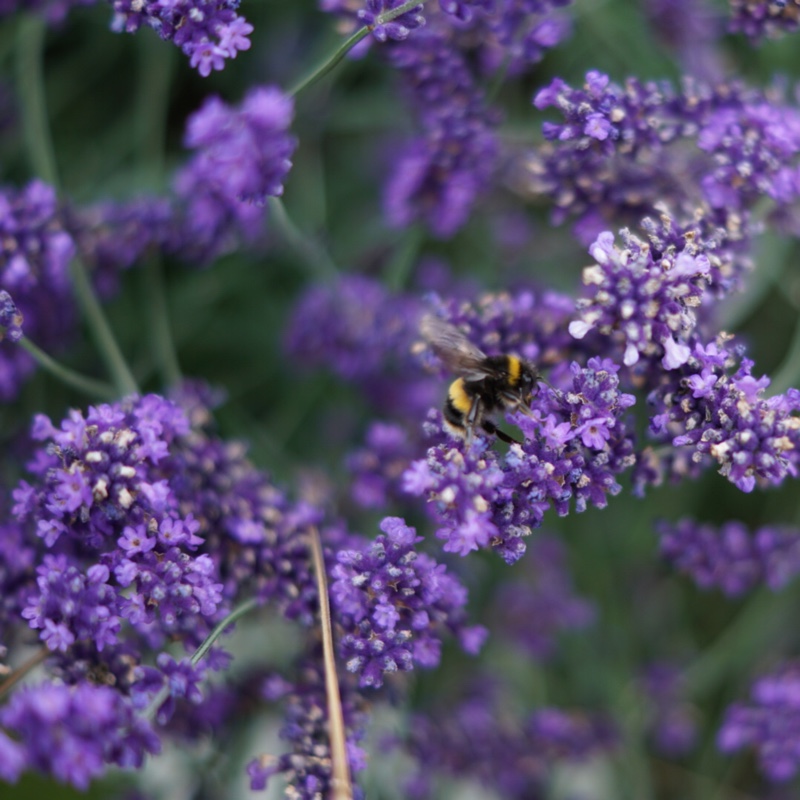 plant image 5542