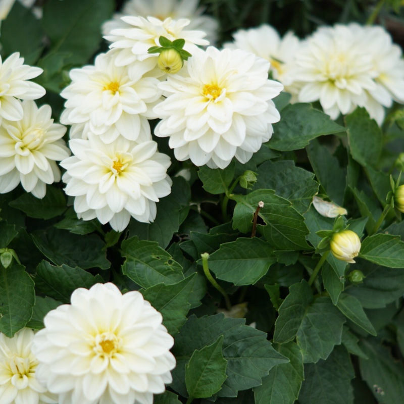 Plant image Dahlia 'Blended Beauty'