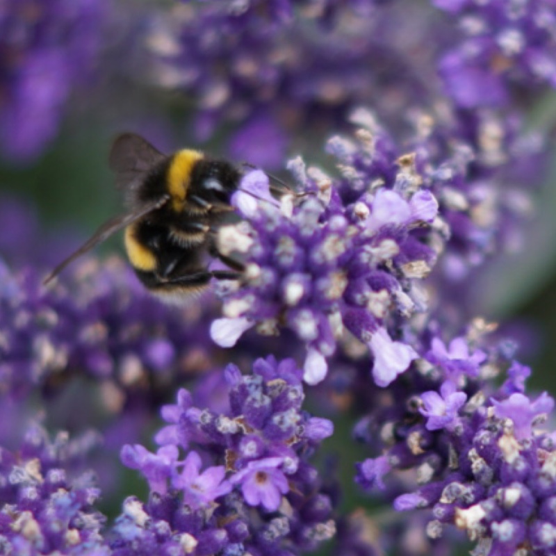 plant image 5782
