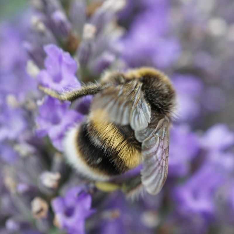 plant image 6284