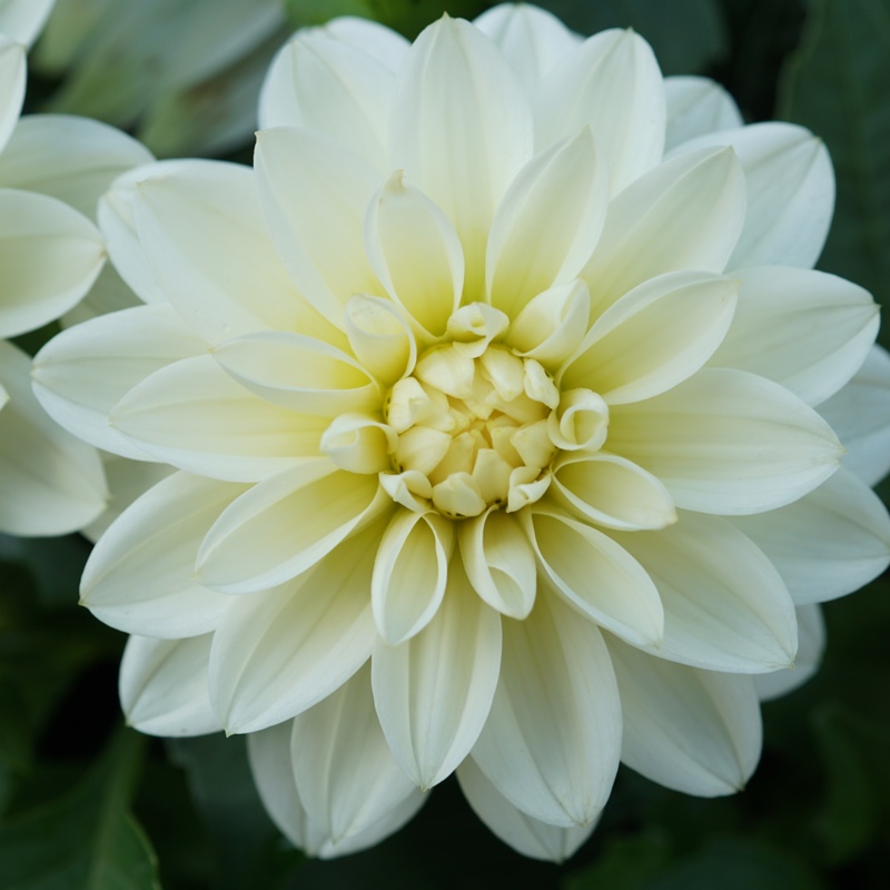 Plant image Dahlia 'Blended Beauty'