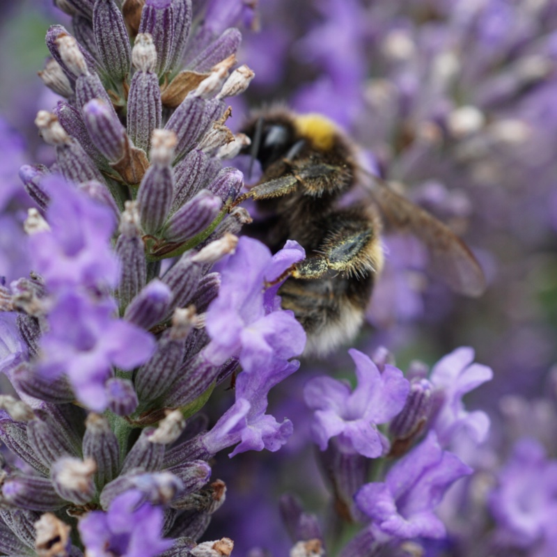 plant image 6288
