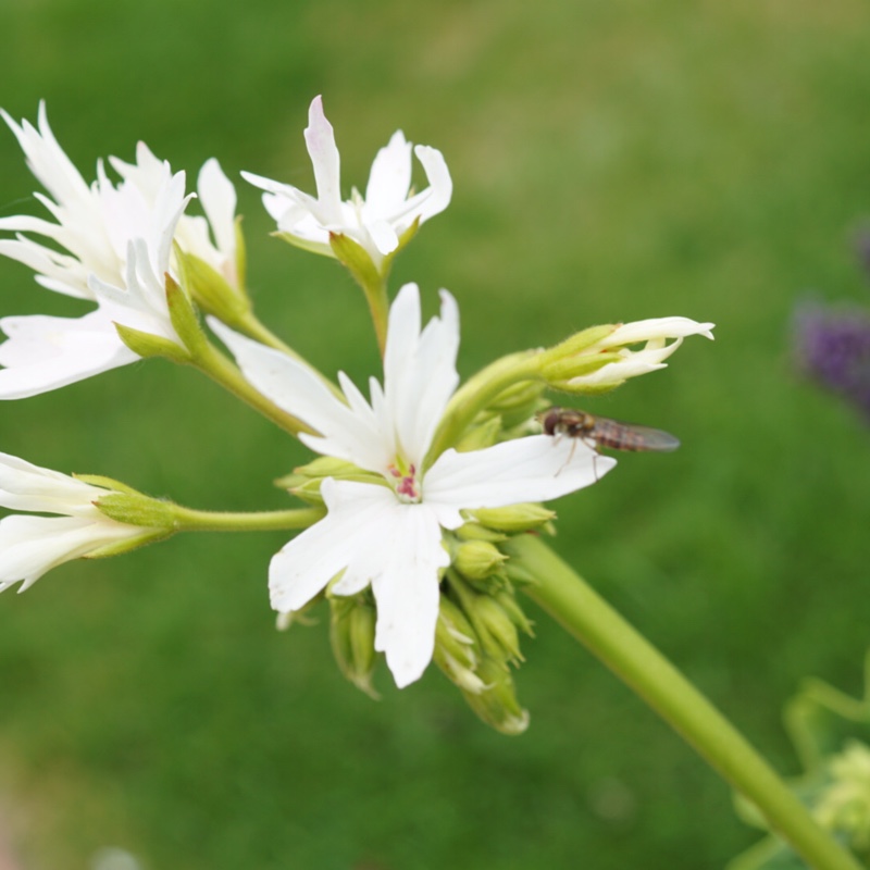 Plant image Pelargonium 'Graffiti White' (Graffiti Series)