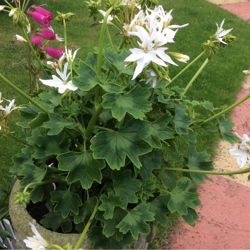 Plant image Pelargonium 'Graffiti White' (Graffiti Series)