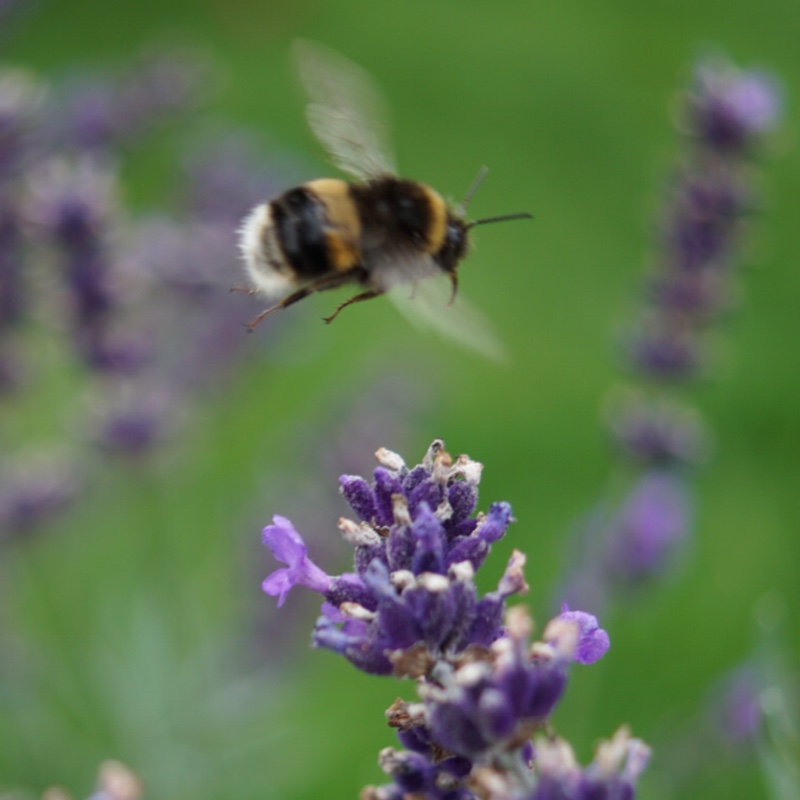 plant image 7150