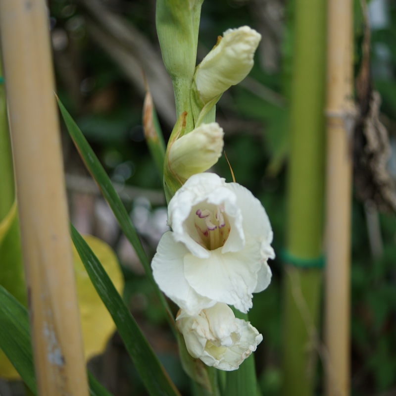 plant image 7151 plant image 7151