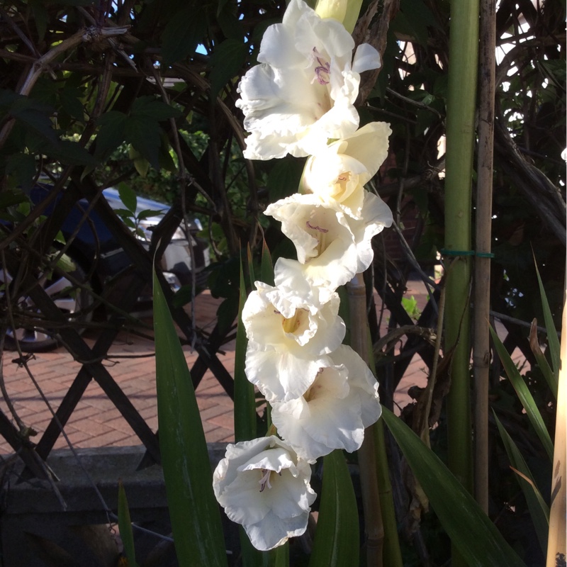 plant image 7354 plant image 7354