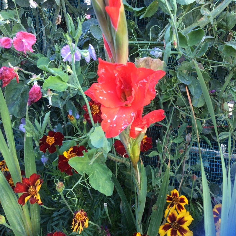 plant image 7356 plant image 7356