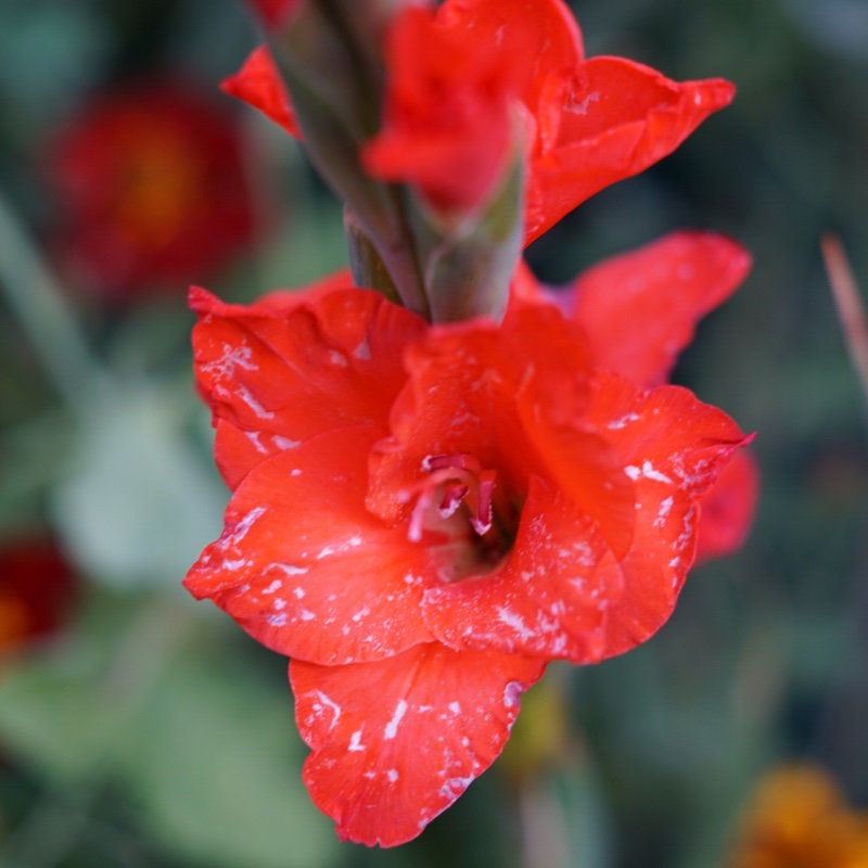 plant image 7587 plant image 7587