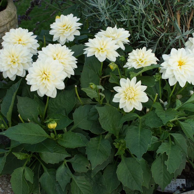 plant image 7638