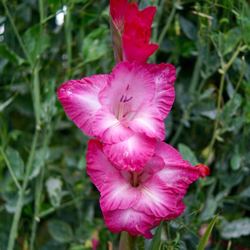 plant image 8288 plant image 8288