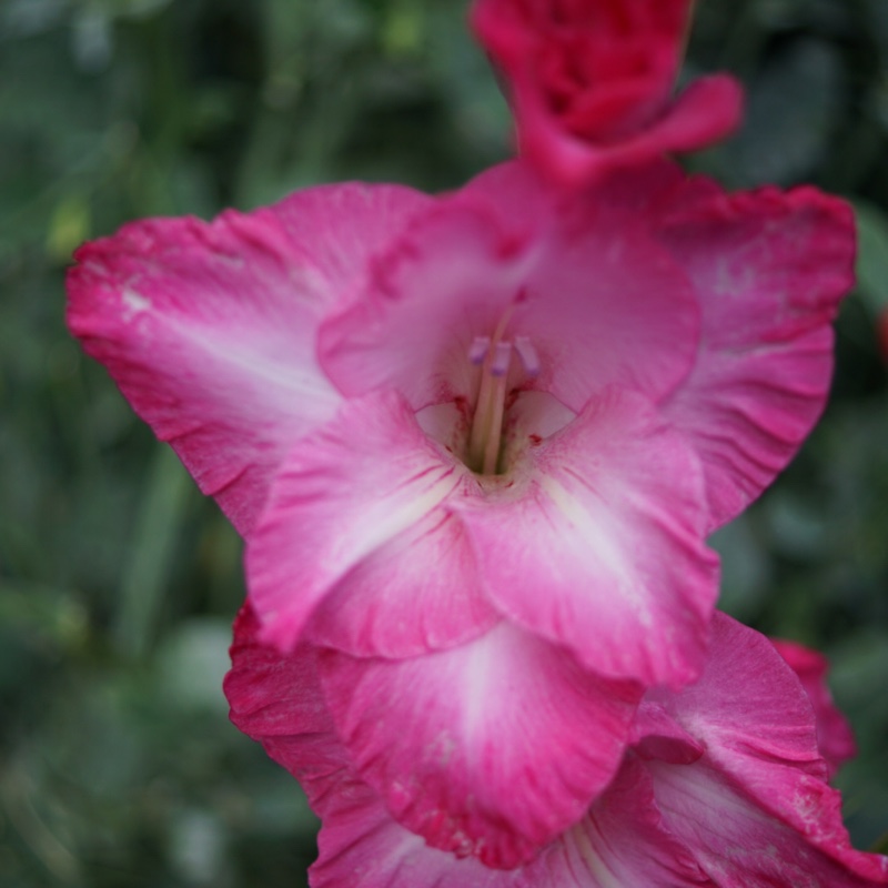 plant image 8289 plant image 8289