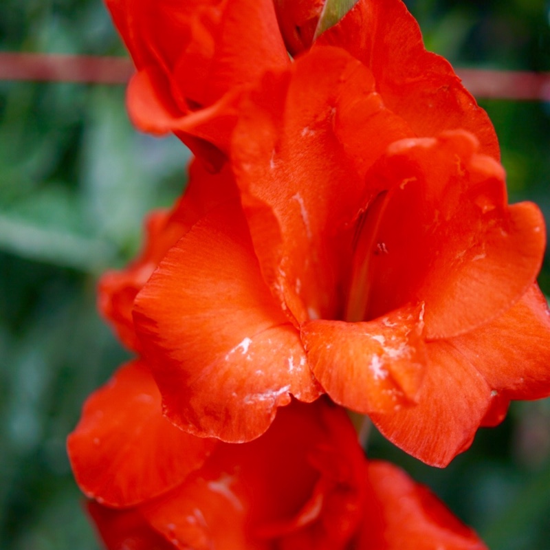 plant image 8290 plant image 8290