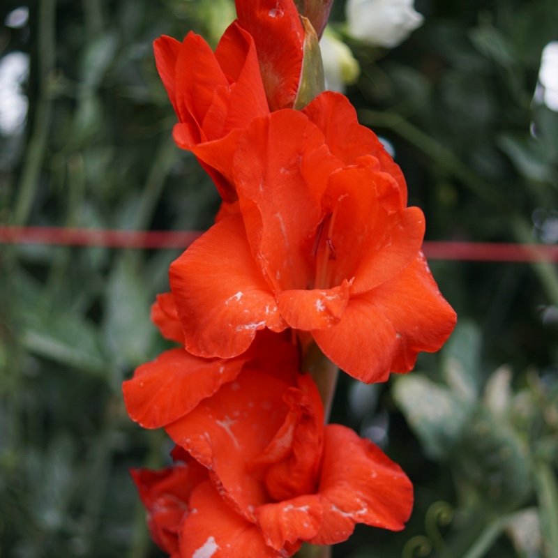 plant image 8291 plant image 8291