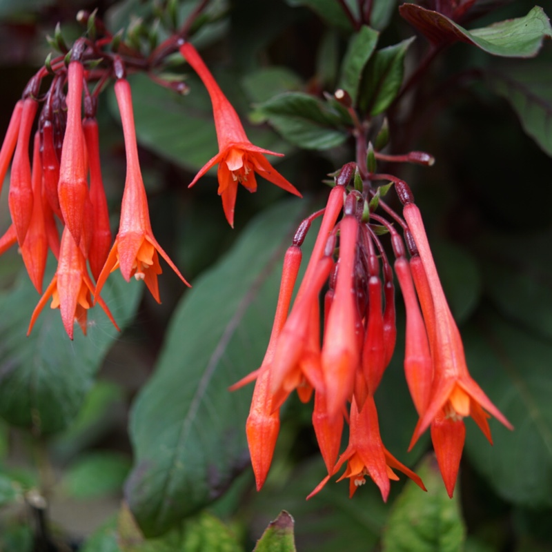 Plant image Fuchsia triphylla 'Thalia'