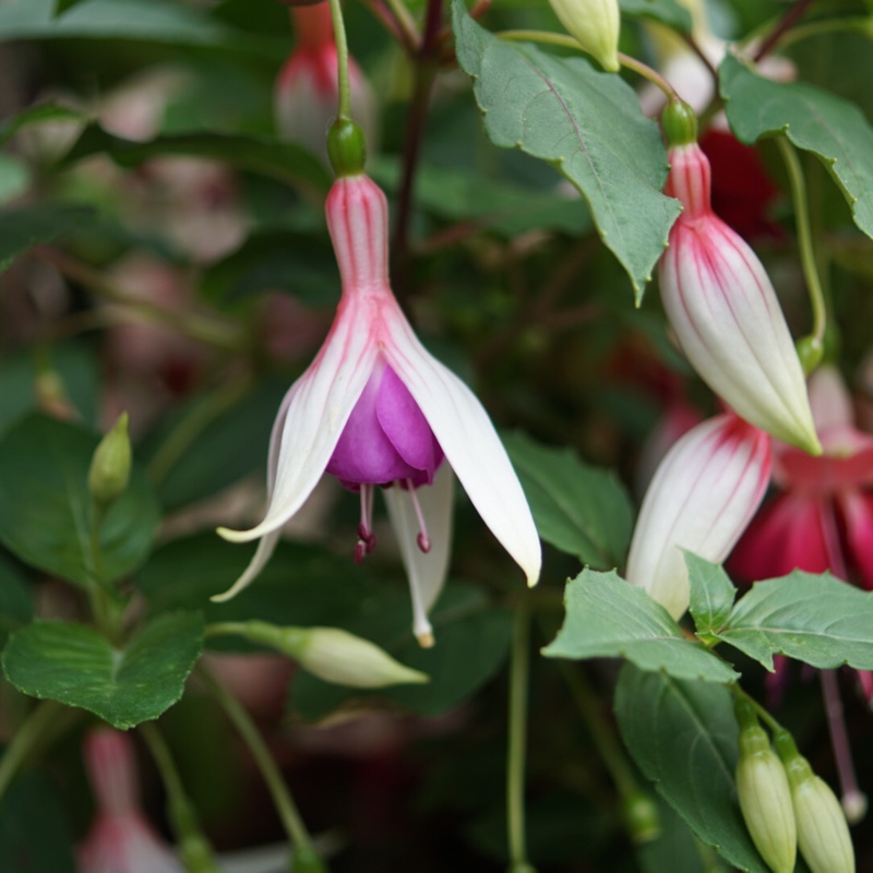 Plant image Fuchsia 'Margaret Pilkington'