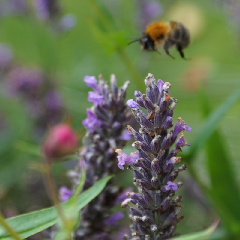 plant image 9878
