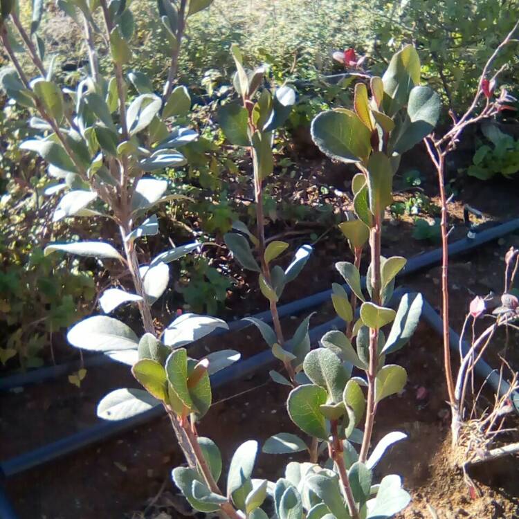 Plant image Rhaphiolepis indica 'Pink Lady'