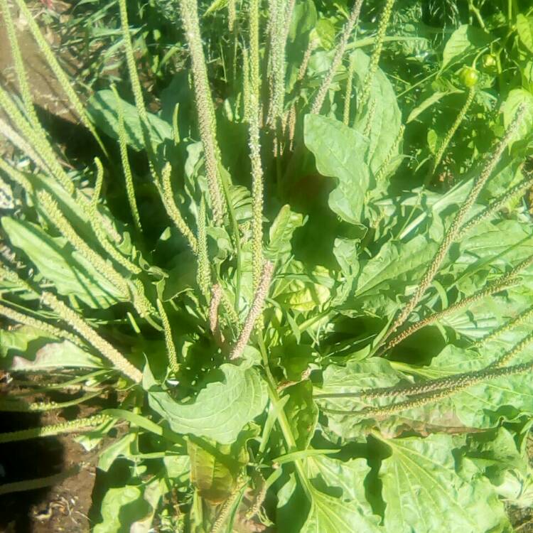 Plant image Plantago major