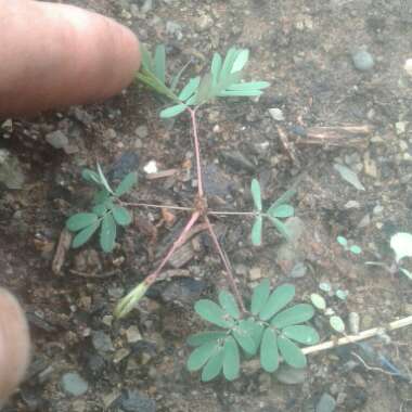 Mimosa pudica