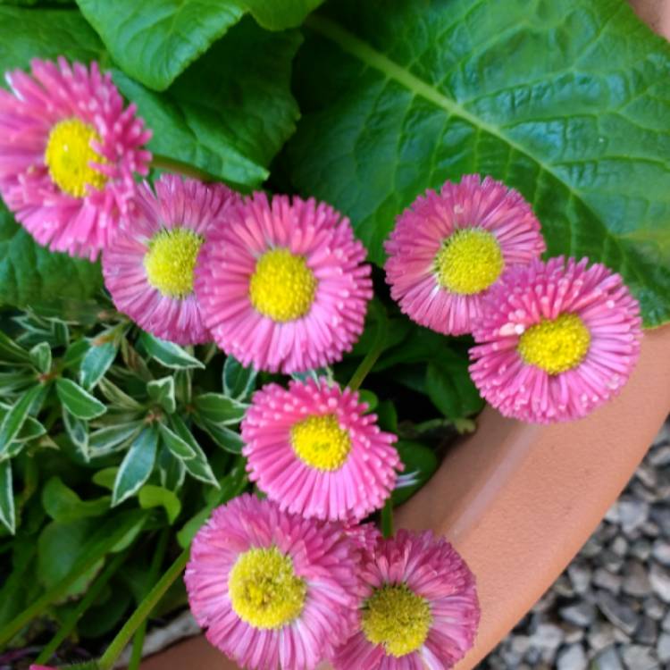 Plant image Bellis perennis Habanera
